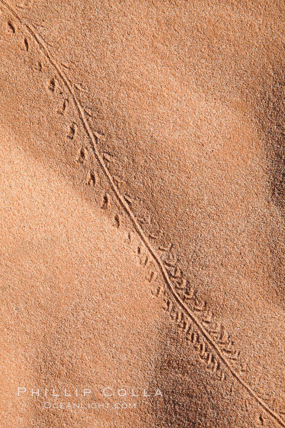 Animal tracks in sand. Valley of Fire State Park, Nevada, USA, natural history stock photograph, photo id 26478