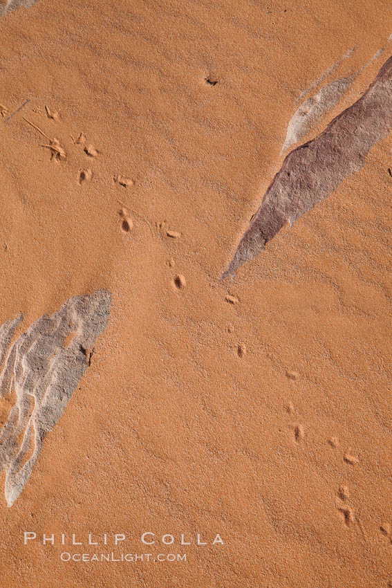 Animal tracks in sand. Valley of Fire State Park, Nevada, USA, natural history stock photograph, photo id 26509