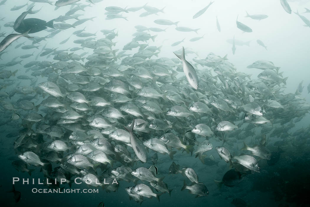 Yellowtail grunt, aka burrito grunt. North Seymour Island, Galapagos Islands, Ecuador, Anisotremus interruptus, natural history stock photograph, photo id 16358