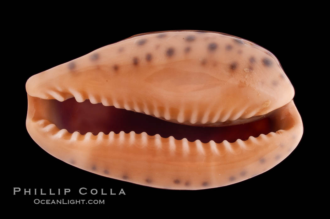 Annette's Cowrie., Cypraea annettae, natural history stock photograph, photo id 08566
