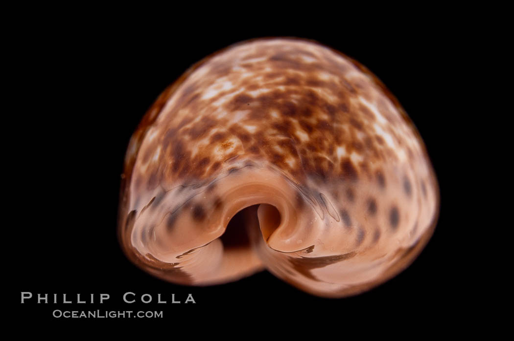 Annette's Cowrie., Cypraea annettae, natural history stock photograph, photo id 08340