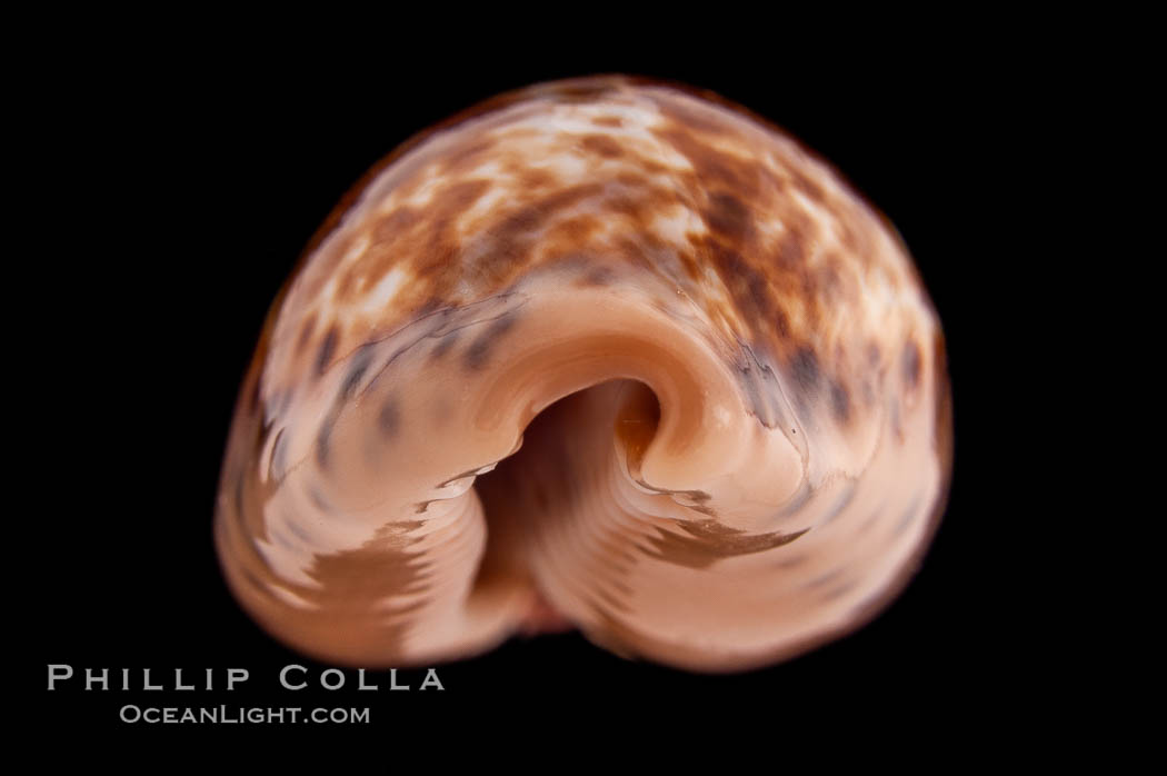 Annette's Cowrie., Cypraea annettae, natural history stock photograph, photo id 08568