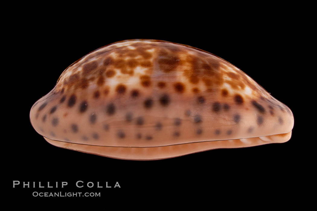 Annette's Cowrie., Cypraea annettae, natural history stock photograph, photo id 08567