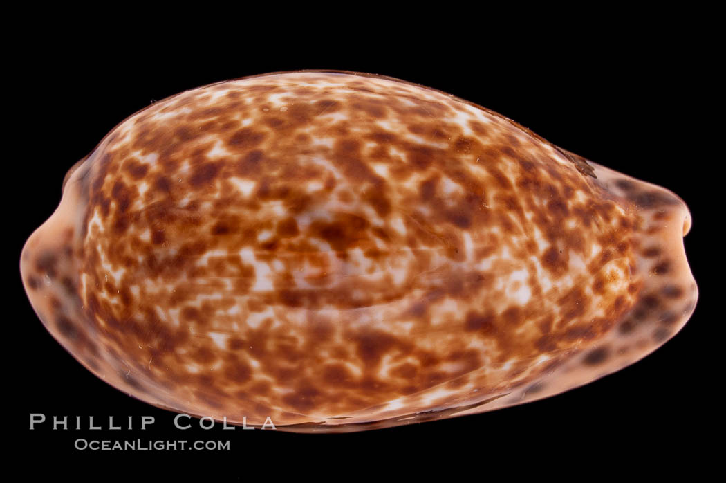 Annette's Cowrie., Cypraea annettae, natural history stock photograph, photo id 08337
