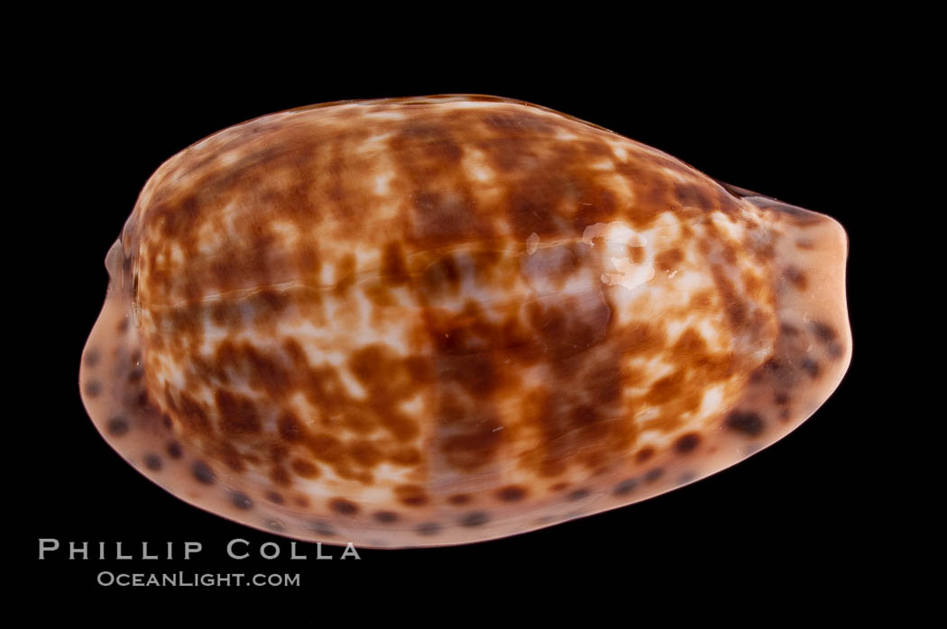 Annette's Cowrie., Cypraea annettae, natural history stock photograph, photo id 08565