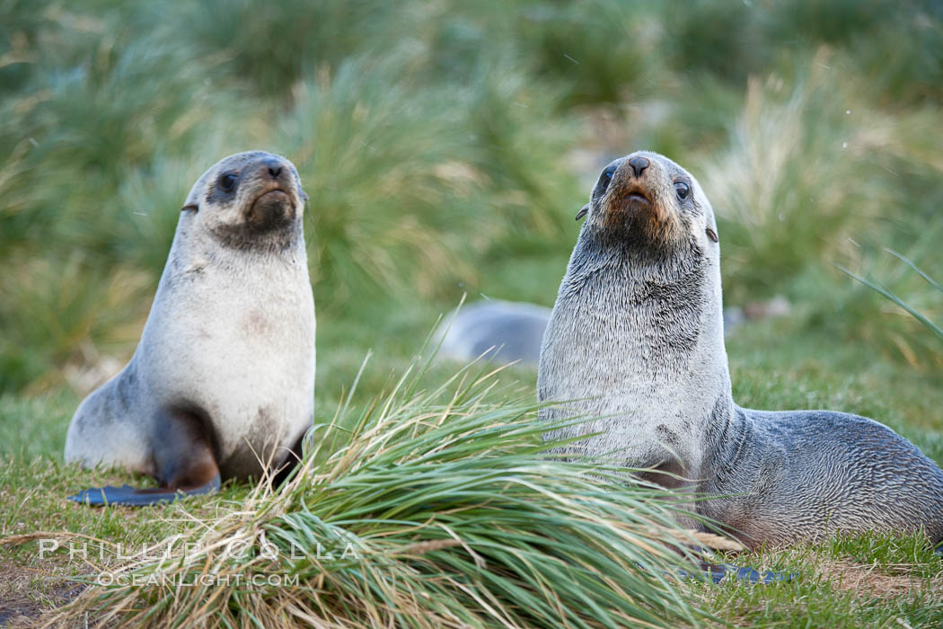 Antarctic fur seals, on tussock grass slopes near Grytviken. South Georgia Island, Arctocephalus gazella, natural history stock photograph, photo id 24414