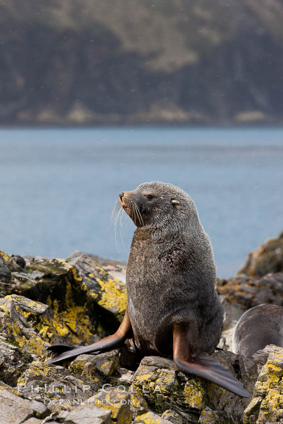 Antarctic fur seal, adult male (bull). Hercules Bay, South Georgia Island, Arctocephalus gazella, natural history stock photograph, photo id 24422