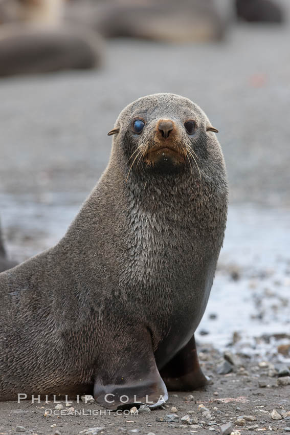 Antarctic fur seal, with injured or diseased right eye. Right Whale Bay, South Georgia Island, Arctocephalus gazella, natural history stock photograph, photo id 24352