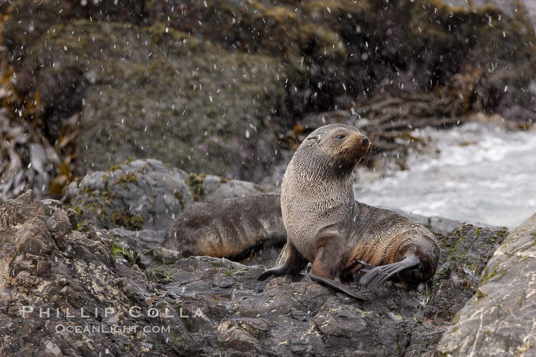 Antarctic fur seal, snowing, on rocky shoreline. Hercules Bay, South Georgia Island, Arctocephalus gazella, natural history stock photograph, photo id 24427
