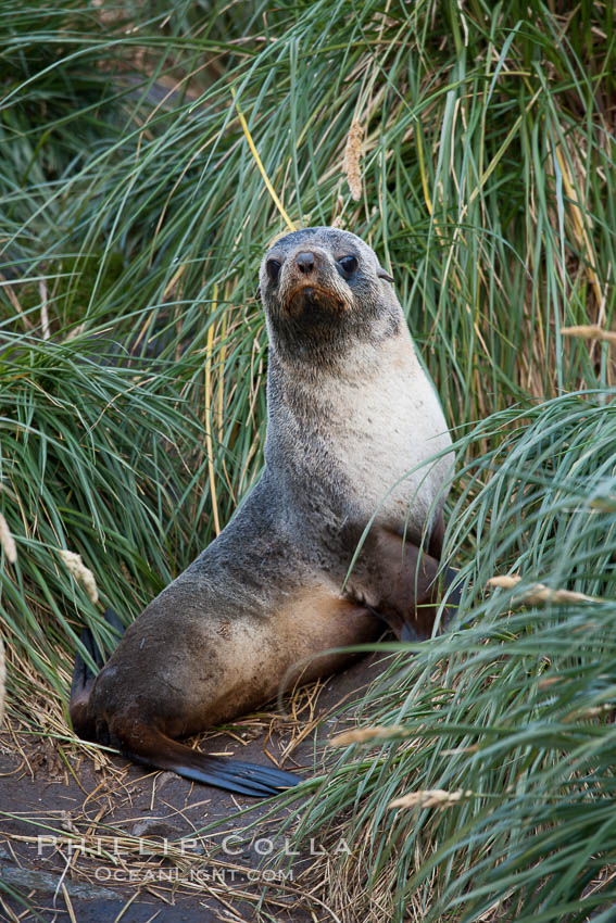 Antarctic fur seal on tussock grass. Grytviken, South Georgia Island, Arctocephalus gazella, natural history stock photograph, photo id 24547