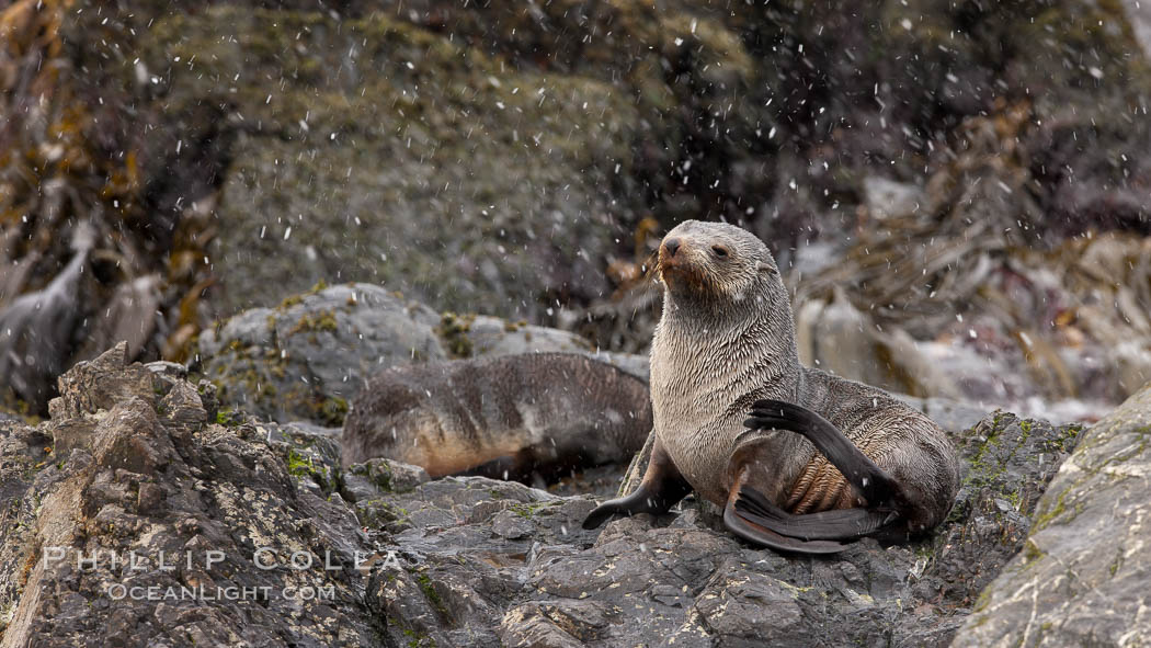 Antarctic fur seal, snowing, on rocky shoreline. Hercules Bay, South Georgia Island, Arctocephalus gazella, natural history stock photograph, photo id 24575