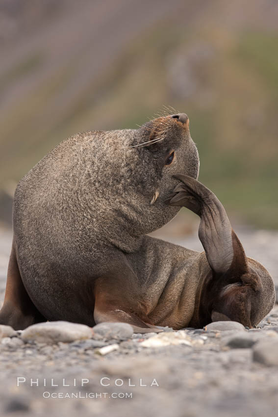 Antarctic fur seal. Right Whale Bay, South Georgia Island, Arctocephalus gazella, natural history stock photograph, photo id 24349