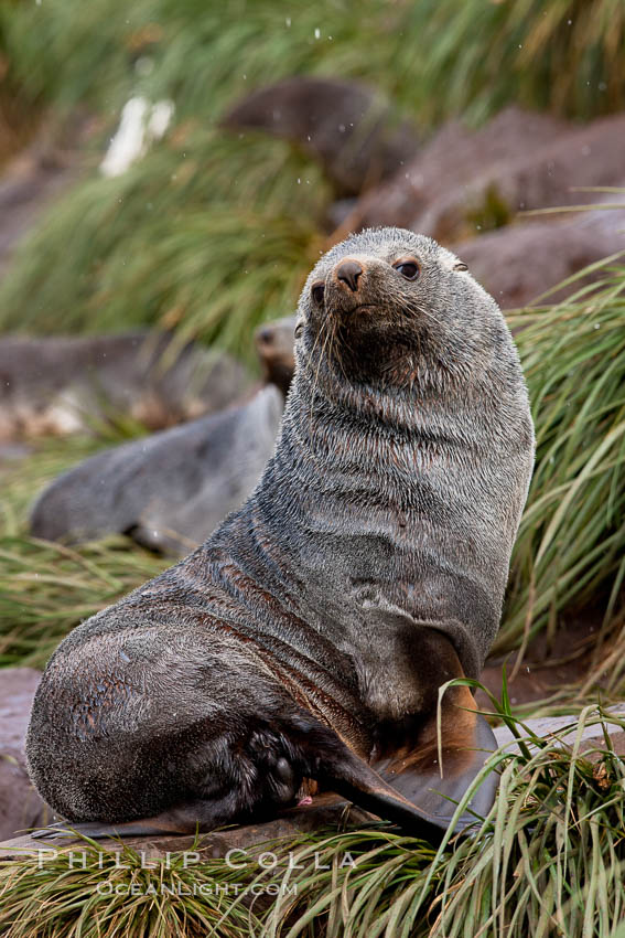 Antarctic fur seal, adult male (bull). Hercules Bay, South Georgia Island, Arctocephalus gazella, natural history stock photograph, photo id 24425