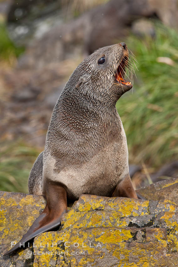 Antarctic fur seal. Hercules Bay, South Georgia Island, Arctocephalus gazella, natural history stock photograph, photo id 24481