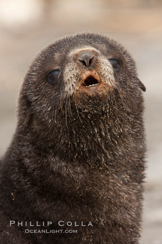 Antarctic fur seal, young pup, juvenile. Fortuna Bay, South Georgia Island, Arctocephalus gazella, natural history stock photograph, photo id 24597