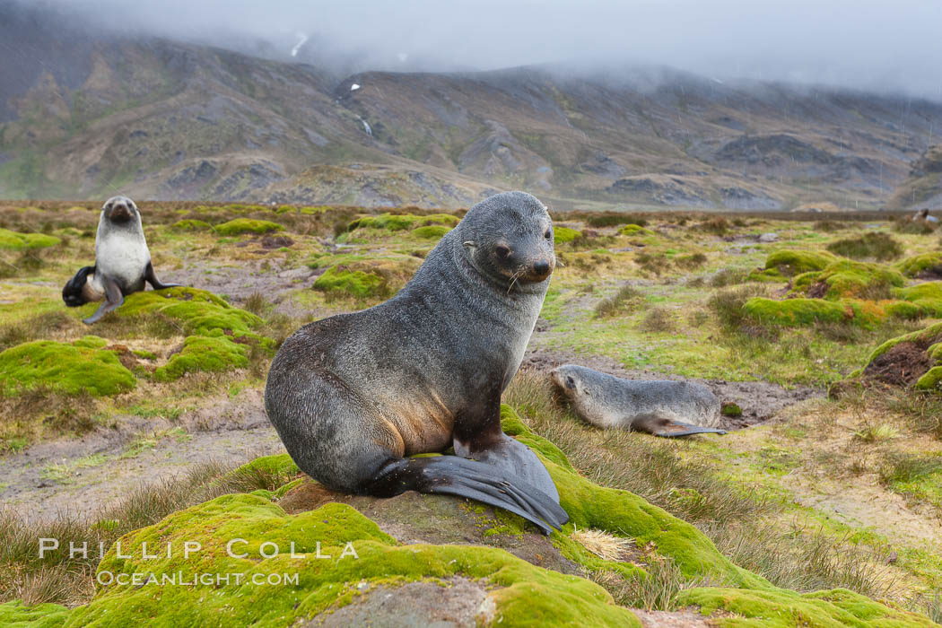 Antarctic fur seal. South Georgia Island, Arctocephalus gazella, natural history stock photograph, photo id 26349