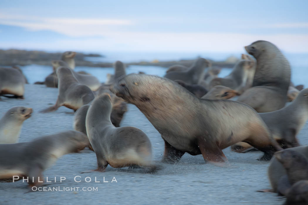 Adult male Antarctic fur seal (bull), chasing down a female in his harem to confirm his dominance, during mating season. Right Whale Bay, South Georgia Island, Arctocephalus gazella, natural history stock photograph, photo id 24334