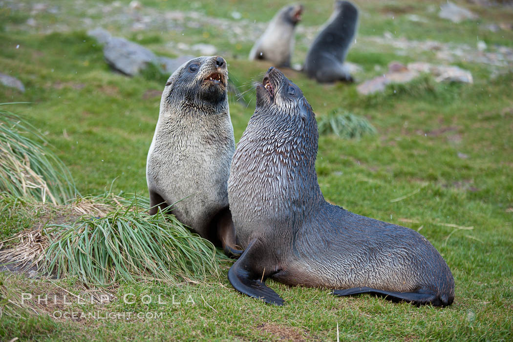 Antarctic fur seals, on tussock grass slopes near Grytviken. South Georgia Island, Arctocephalus gazella, natural history stock photograph, photo id 24546