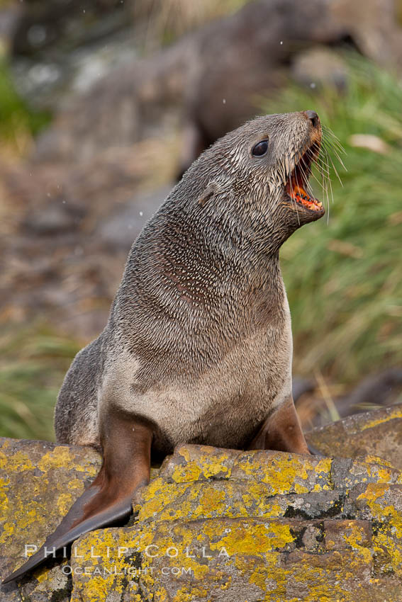 Antarctic fur seal. Hercules Bay, South Georgia Island, Arctocephalus gazella, natural history stock photograph, photo id 24570