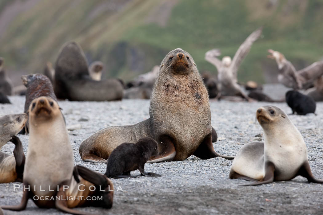 Adult male bull Antarctic fur seal, amid his harem of females and juvenile fur seals. Right Whale Bay, South Georgia Island, Arctocephalus gazella, natural history stock photograph, photo id 24332