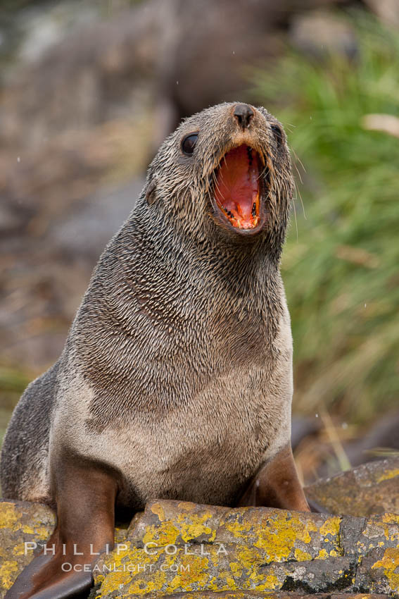 Antarctic fur seal. Hercules Bay, South Georgia Island, Arctocephalus gazella, natural history stock photograph, photo id 24480