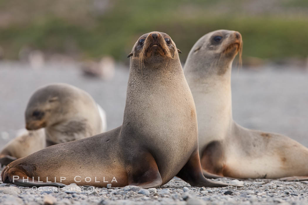 Antarctic fur seal, juveniles or females. Right Whale Bay, South Georgia Island, Arctocephalus gazella, natural history stock photograph, photo id 24319