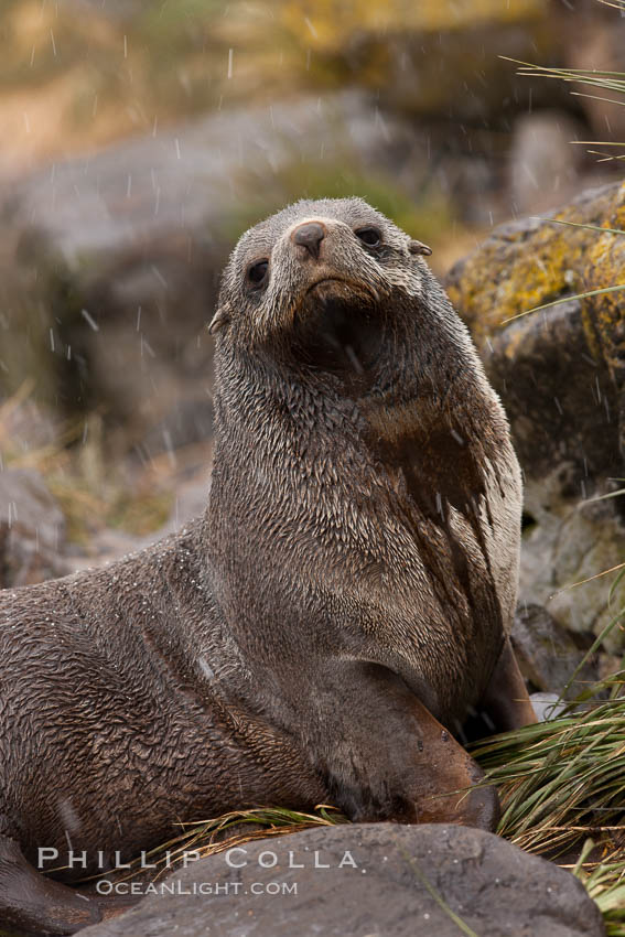 Antarctic fur seal. Hercules Bay, South Georgia Island, Arctocephalus gazella, natural history stock photograph, photo id 24487