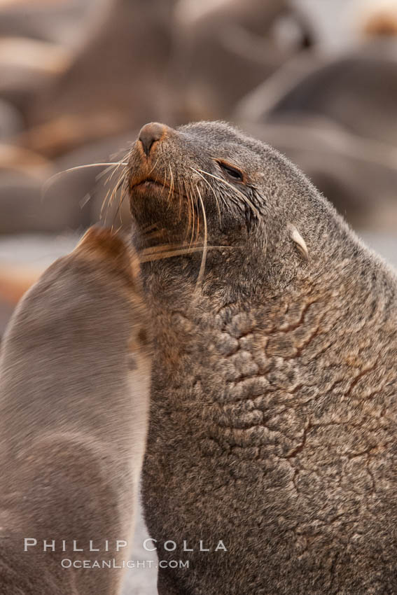 Antarctic fur seal, adult male bull (right) and female (left) confirm their identities via scent. Right Whale Bay, South Georgia Island, Arctocephalus gazella, natural history stock photograph, photo id 24325