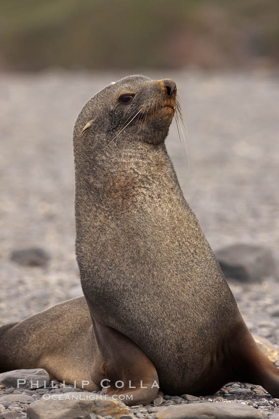 Antarctic fur seal. Right Whale Bay, South Georgia Island, Arctocephalus gazella, natural history stock photograph, photo id 24329