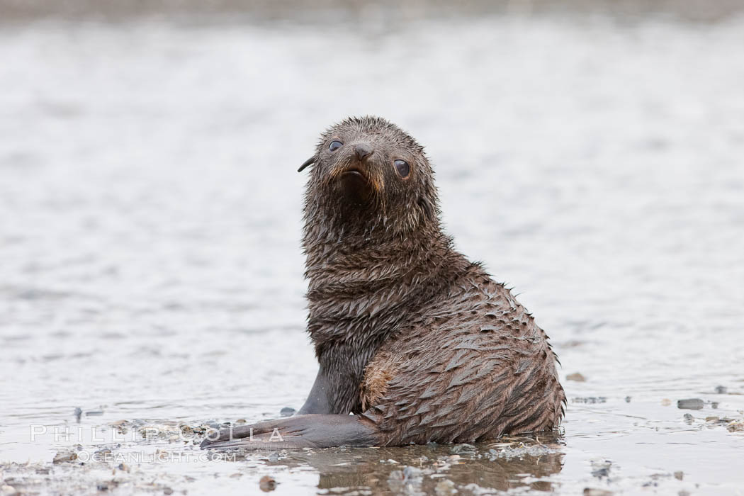 Antarctic fur seal, pup, juvenile. Right Whale Bay, South Georgia Island, Arctocephalus gazella, natural history stock photograph, photo id 24333