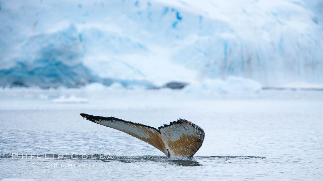 Antarctic humpback whale, raising its fluke (tail) before diving, Neko Harbor, Antarctica. Antarctic Peninsula, Megaptera novaeangliae, natural history stock photograph, photo id 25734