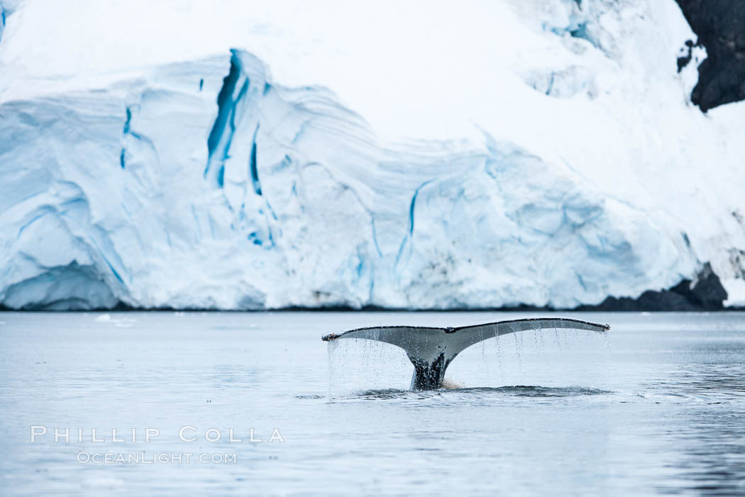 Antarctic humpback whale, raising its fluke (tail) before diving, Neko Harbor, Antarctica. Antarctic Peninsula, Megaptera novaeangliae, natural history stock photograph, photo id 25746