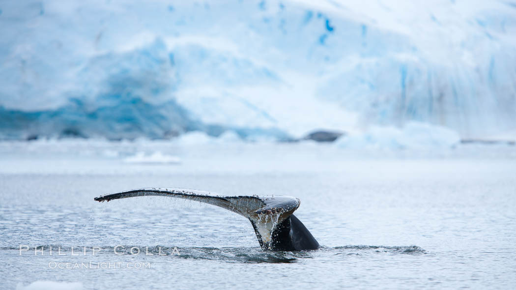 Antarctic humpback whale, raising its fluke (tail) before diving, Neko Harbor, Antarctica. Antarctic Peninsula, Megaptera novaeangliae, natural history stock photograph, photo id 25736