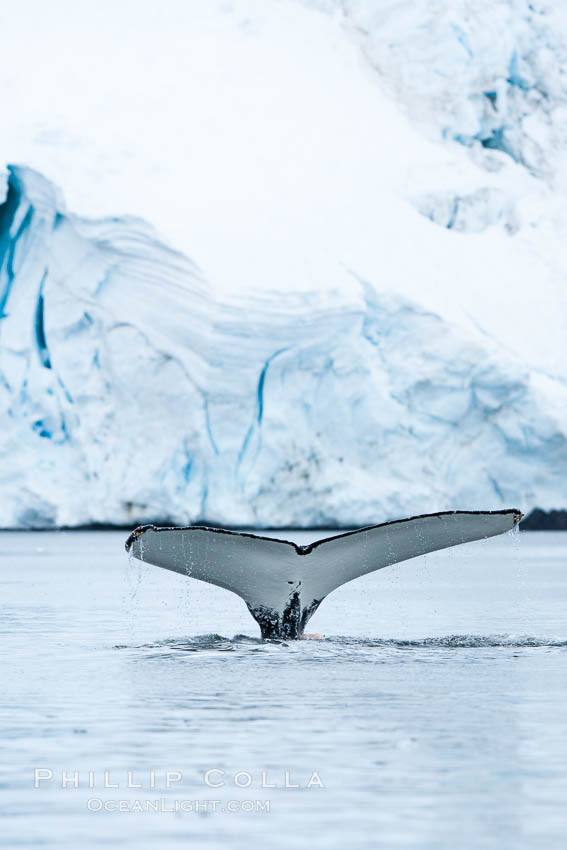 Antarctic humpback whale, raising its fluke (tail) before diving, Neko Harbor, Antarctica. Antarctic Peninsula, Megaptera novaeangliae, natural history stock photograph, photo id 25675