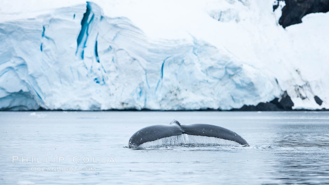 Antarctic humpback whale, raising its fluke (tail) before diving, Neko Harbor, Antarctica. Antarctic Peninsula, Megaptera novaeangliae, natural history stock photograph, photo id 25747