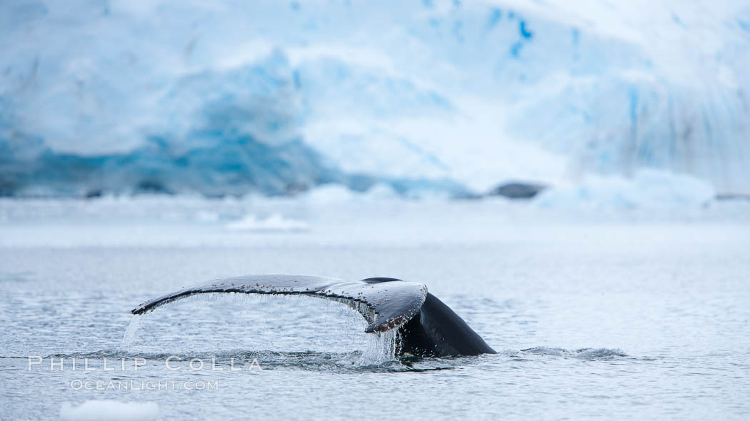 Antarctic humpback whale, raising its fluke (tail) before diving, Neko Harbor, Antarctica. Antarctic Peninsula, Megaptera novaeangliae, natural history stock photograph, photo id 25737