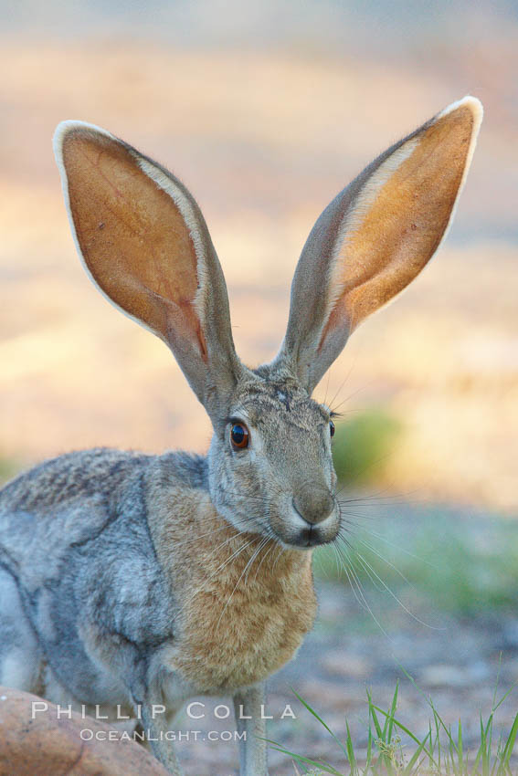 Antelope jackrabbit. Amado, Arizona, USA, Lepus alleni, natural history stock photograph, photo id 23020