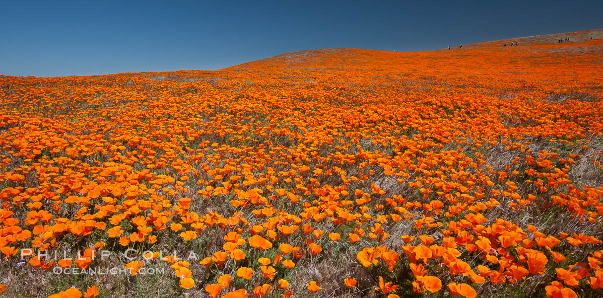 California poppies, hillside of brilliant orange color, Lancaster, CA. Antelope Valley California Poppy Reserve SNR, USA, Eschscholtzia californica, Eschscholzia californica, natural history stock photograph, photo id 25230