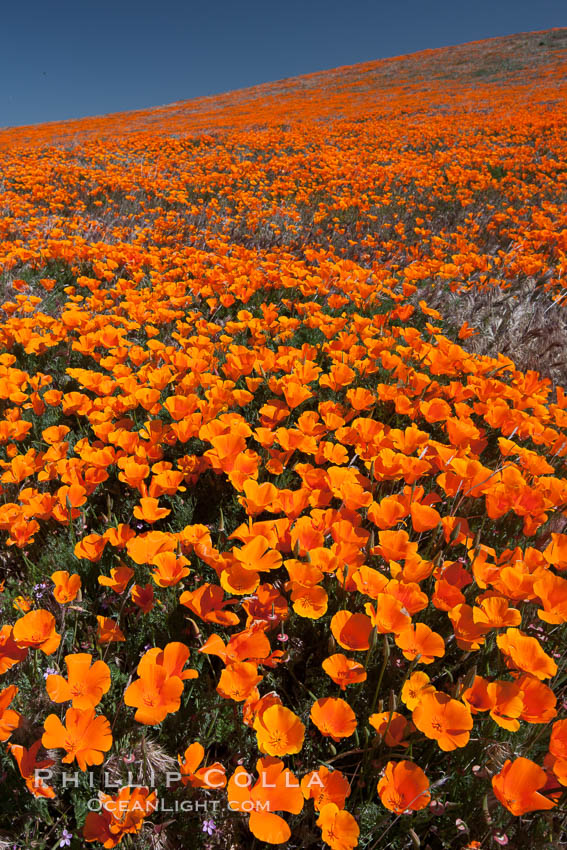 California poppies, hillside of brilliant orange color, Lancaster, CA. Antelope Valley California Poppy Reserve SNR, USA, Eschscholtzia californica, Eschscholzia californica, natural history stock photograph, photo id 25234