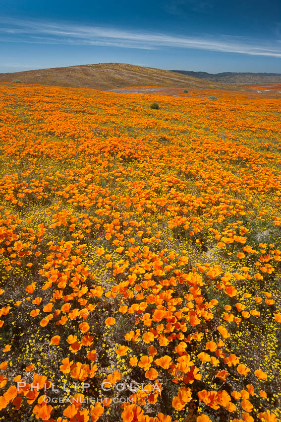 California poppies, wildflowers blooming in huge swaths of spring color in Antelope Valley. Lancaster, USA, Eschscholtzia californica, Eschscholzia californica, natural history stock photograph, photo id 25232