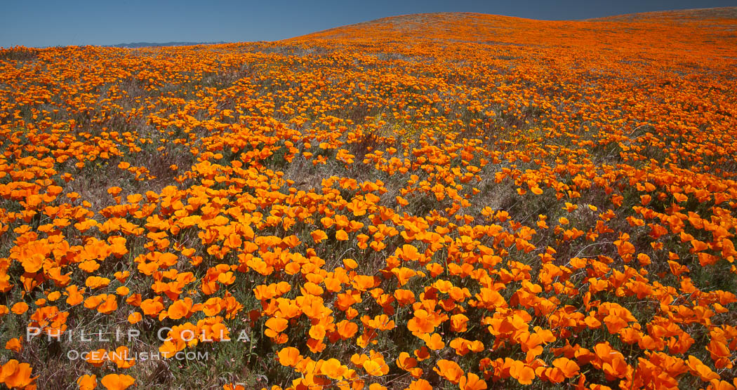 California poppies, hillside of brilliant orange color, Lancaster, CA. Antelope Valley California Poppy Reserve SNR, USA, Eschscholtzia californica, Eschscholzia californica, natural history stock photograph, photo id 25236