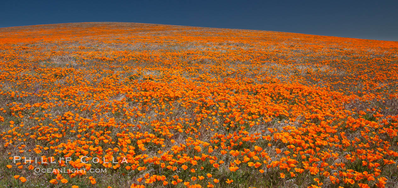 California poppies, hillside of brilliant orange color, Lancaster, CA. Antelope Valley California Poppy Reserve SNR, USA, Eschscholtzia californica, Eschscholzia californica, natural history stock photograph, photo id 25231