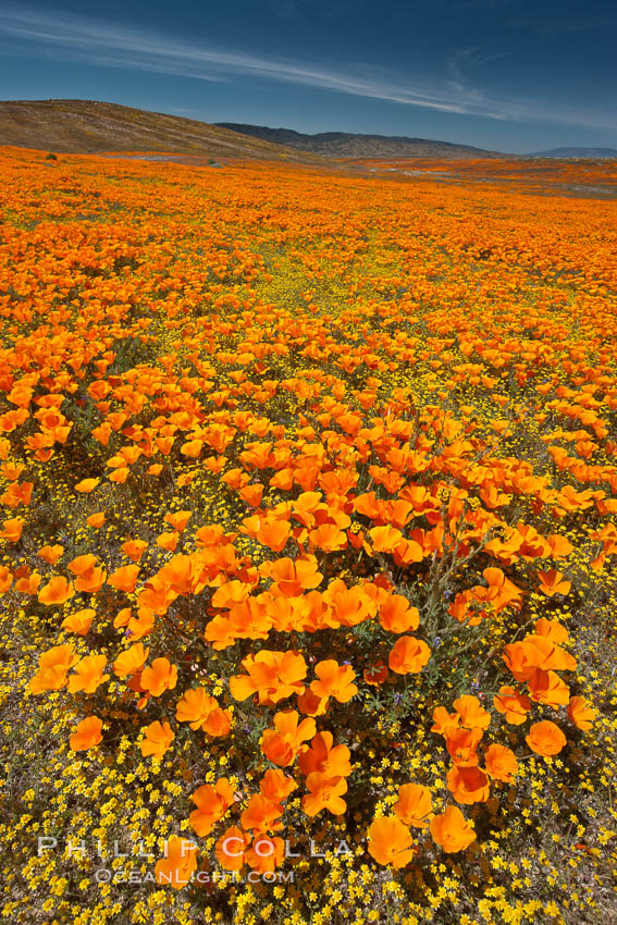 California poppies, wildflowers blooming in huge swaths of spring color in Antelope Valley. Lancaster, USA, Eschscholtzia californica, Eschscholzia californica, natural history stock photograph, photo id 25225