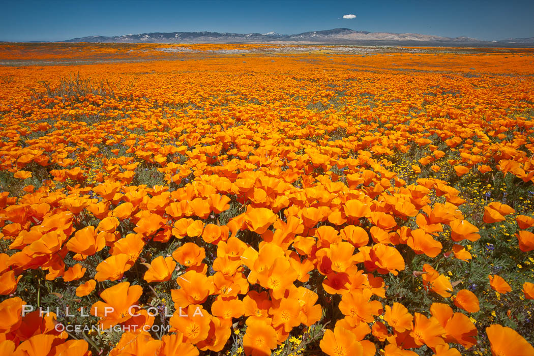 California poppies, wildflowers blooming in huge swaths of spring color in Antelope Valley. Lancaster, USA, Eschscholtzia californica, Eschscholzia californica, natural history stock photograph, photo id 25229