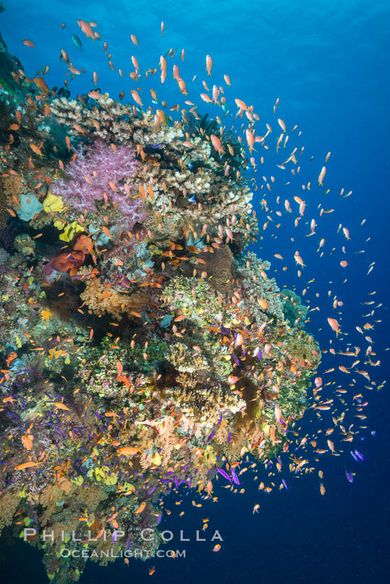 Anthias fairy basslet fish school over a Fijian coral reef, polarized and swimming together again a strong current. Fiji. Vatu I Ra Passage, Bligh Waters, Viti Levu  Island, Pseudanthias, natural history stock photograph, photo id 31374