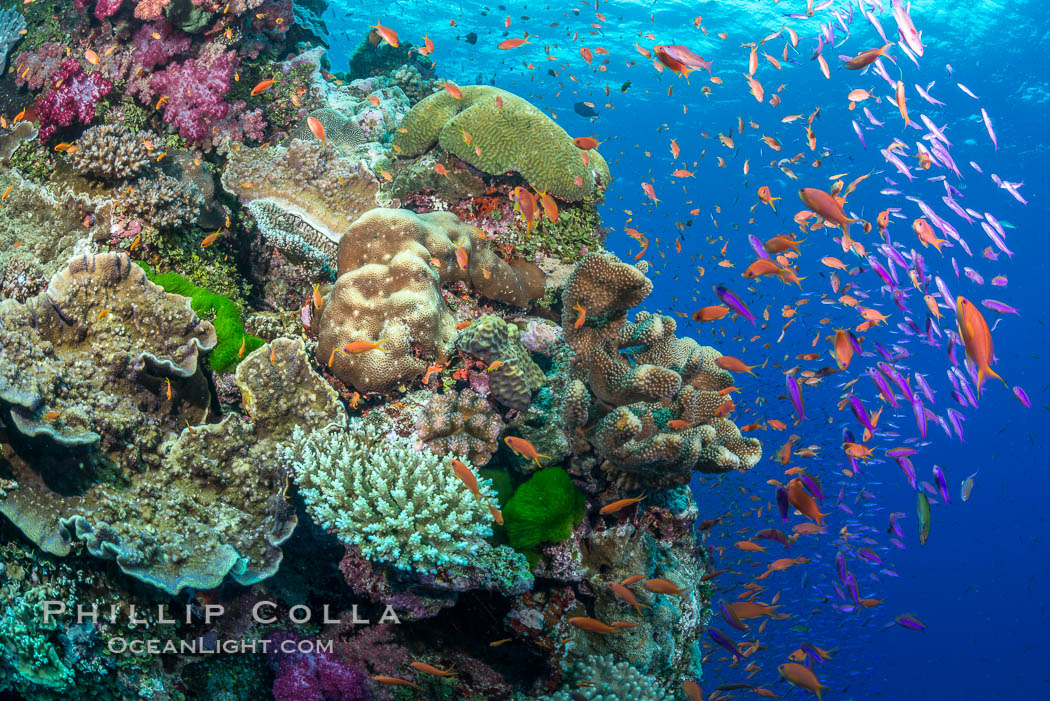 Anthias fairy basslet fish school over a Fijian coral reef, polarized and swimming together again a strong current. Fiji. Vatu I Ra Passage, Bligh Waters, Viti Levu  Island, Pseudanthias, natural history stock photograph, photo id 31632