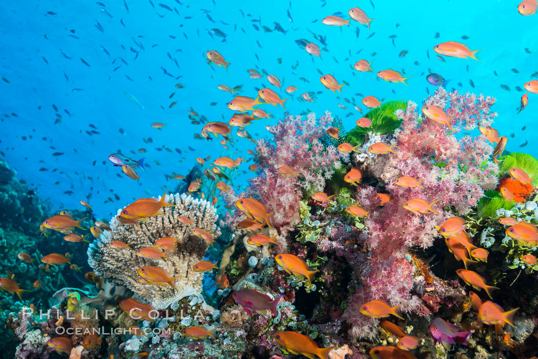 Anthias fairy basslet fish school over a Fijian coral reef, polarized and swimming together again a strong current. Fiji., Dendronephthya, Pseudanthias, natural history stock photograph, photo id 31841