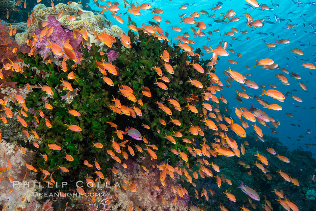 Anthias fish school around green fan coral, Fiji., Pseudanthias, natural history stock photograph, photo id 34806