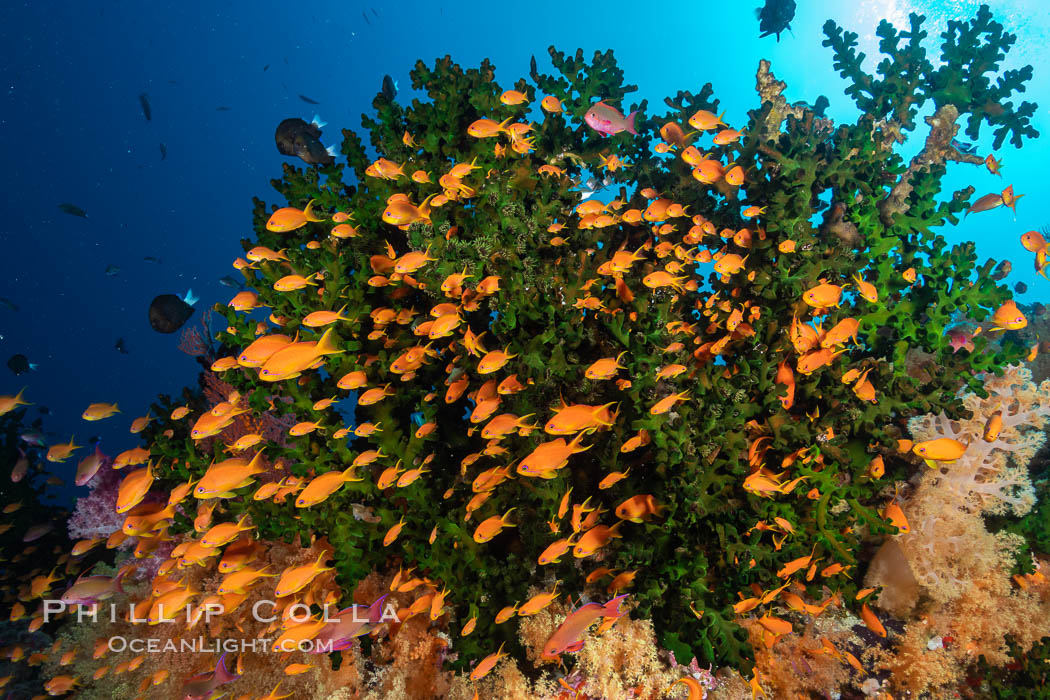 Anthias fish school around green fan coral, Fiji., Pseudanthias, natural history stock photograph, photo id 34938
