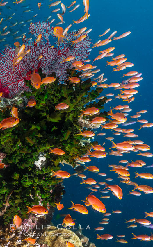 Anthias fish school around green fan coral, Fiji. Bligh Waters, Pseudanthias, natural history stock photograph, photo id 35014